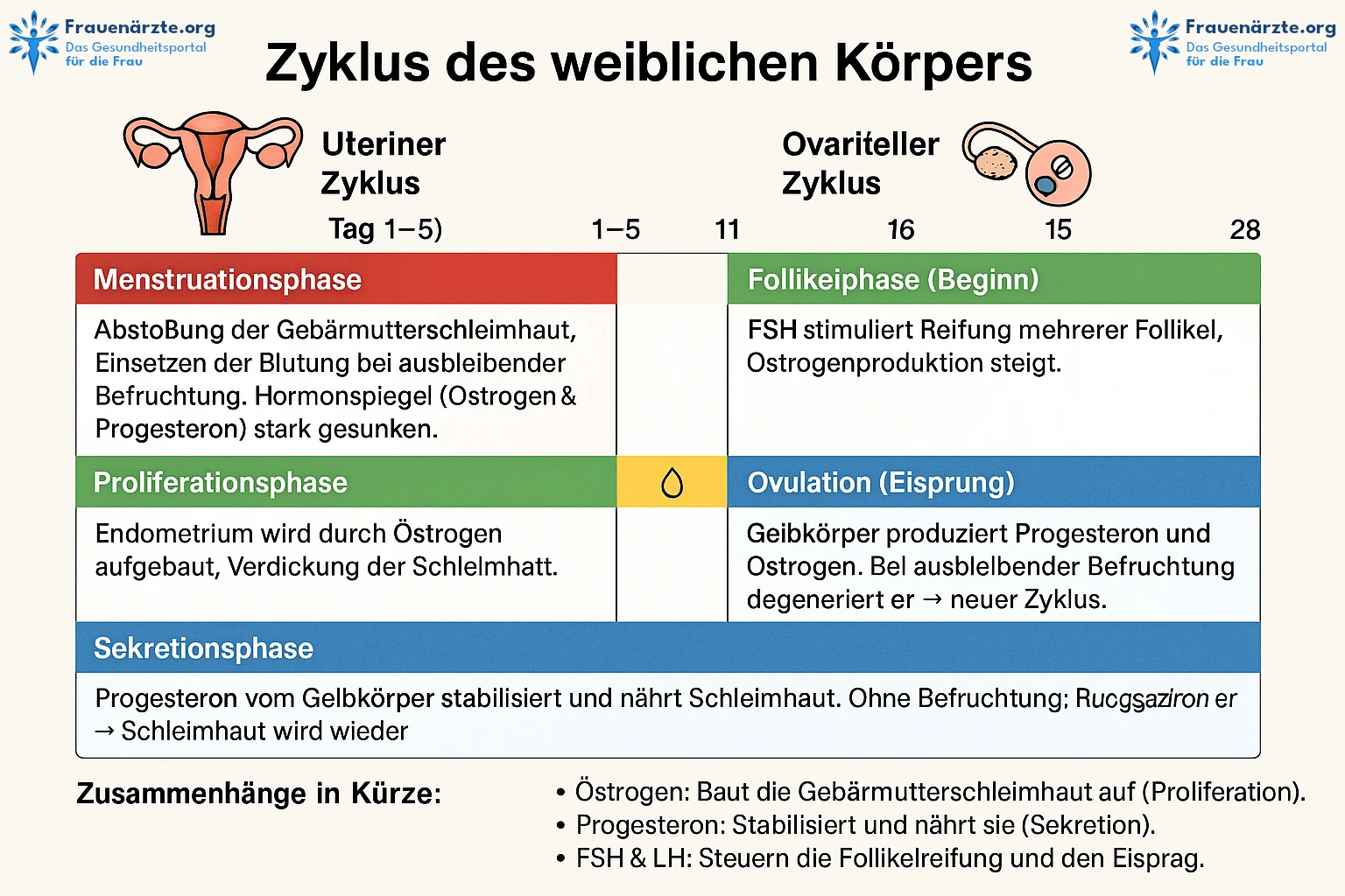 Zyklus Infografik Frauenärzte.org
